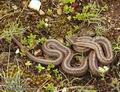Coronella austriaca DE: Glattnatter Schlingnatter Haselnatter Kupfernatter UK: Smooth Snake ES: Culebra lisa europea IT: colubro liscio CZ: u�ovka hladk� FR: Coronelle lisse PL: Gniewosz plamisty SK: u�ovka hladk� FI: Kanervak��rme